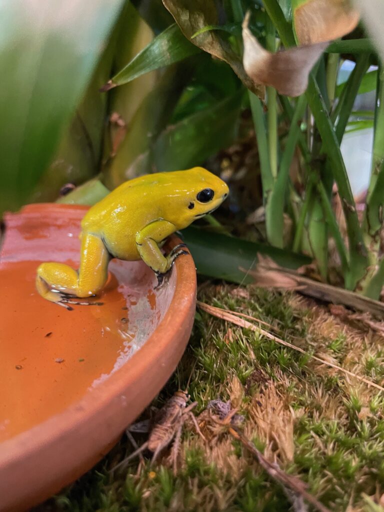 Phyllobate terrible