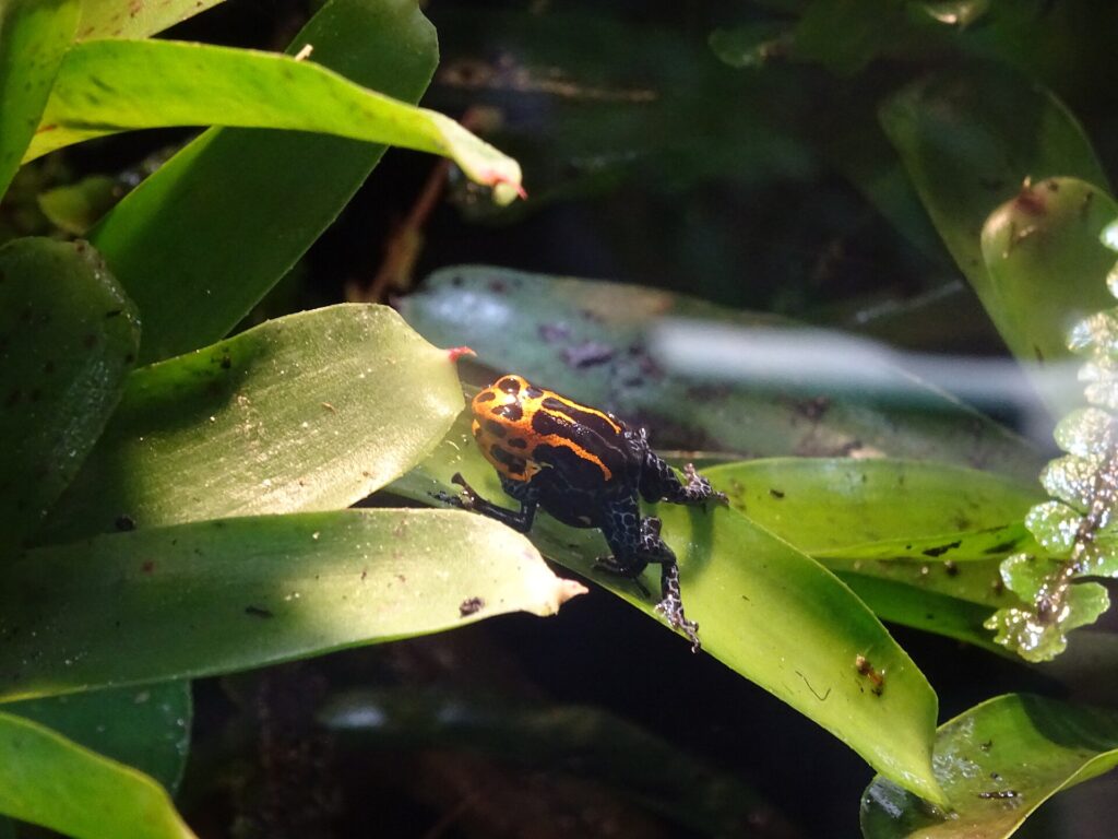 Ranitomeya imitator