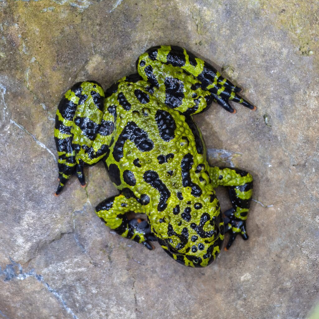 Crapaud sonneur oriental