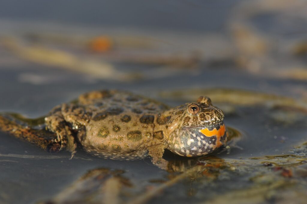 Crapaud sonneur ventre feu