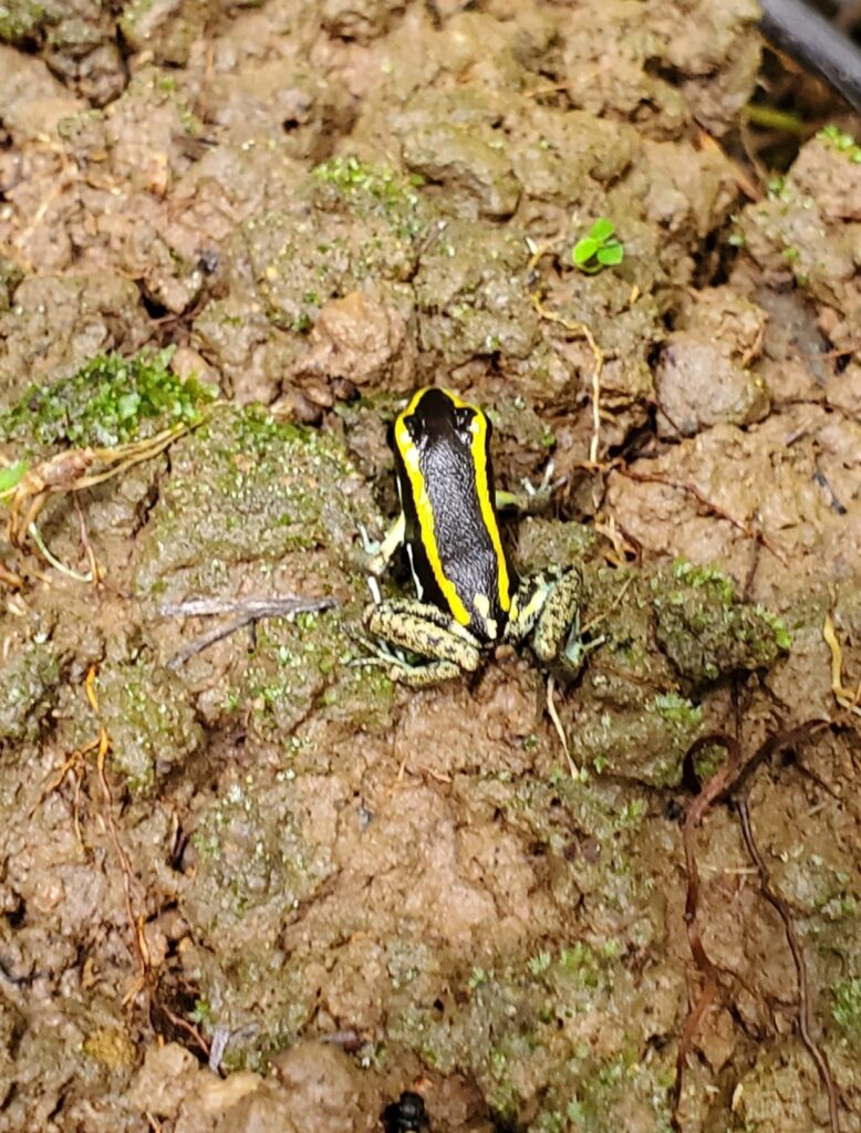 Phyllobate lugubris