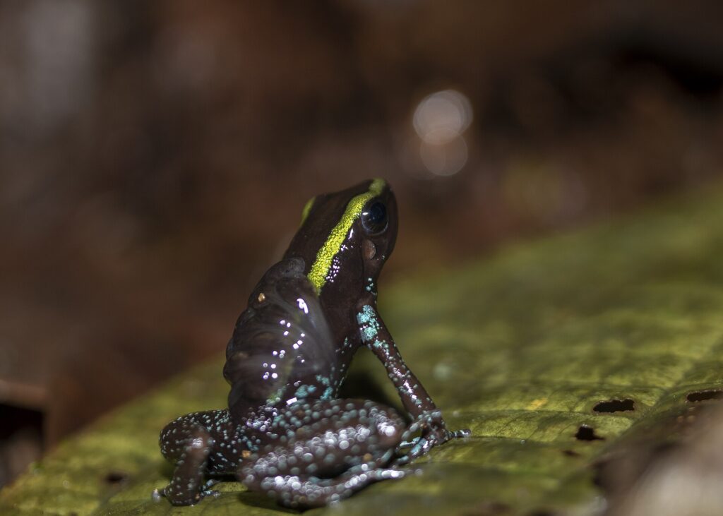Phyllobate aurotaenia
