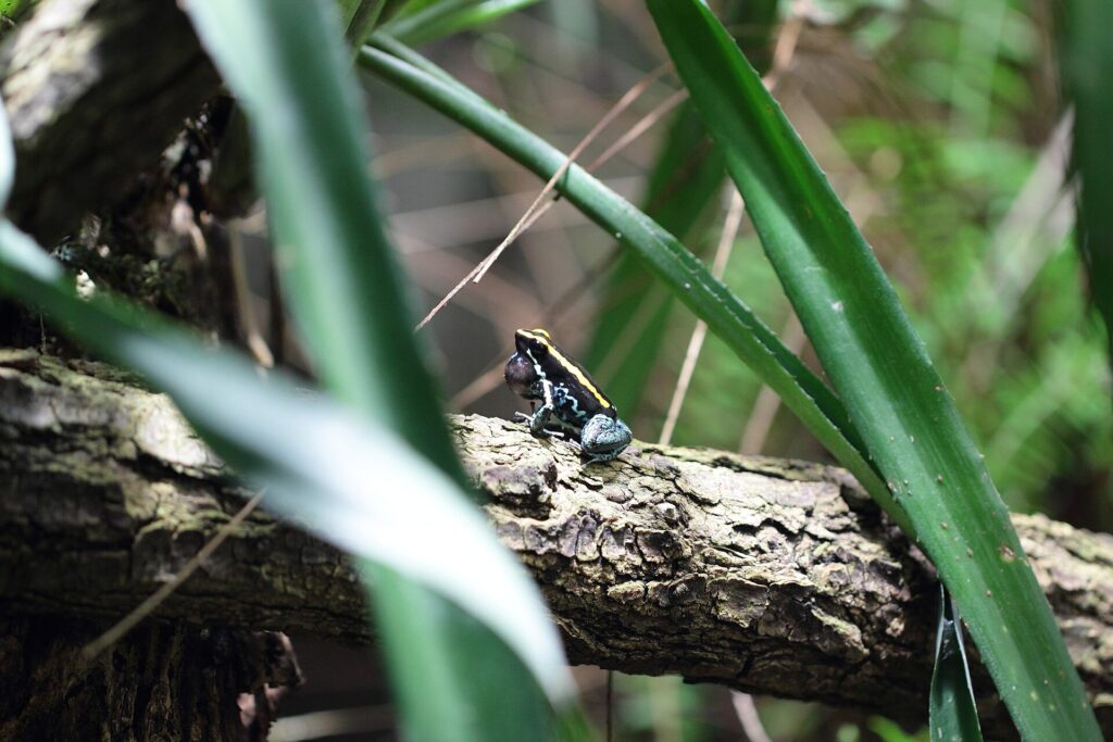 Phyllobate vittatus