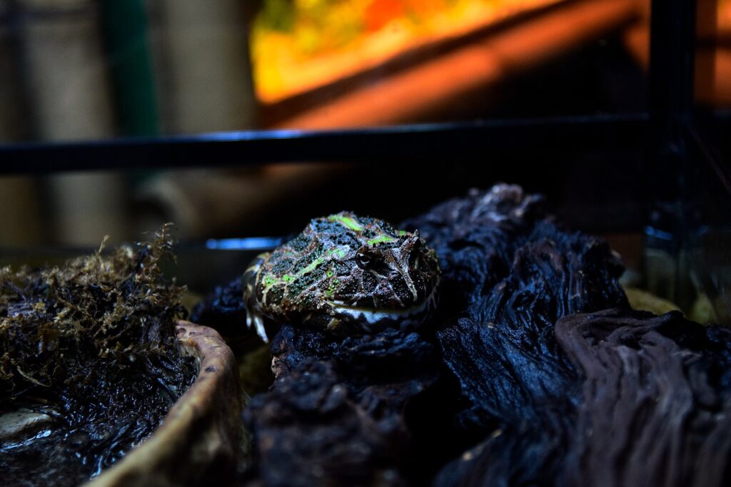 Grenouille Pacman ornée