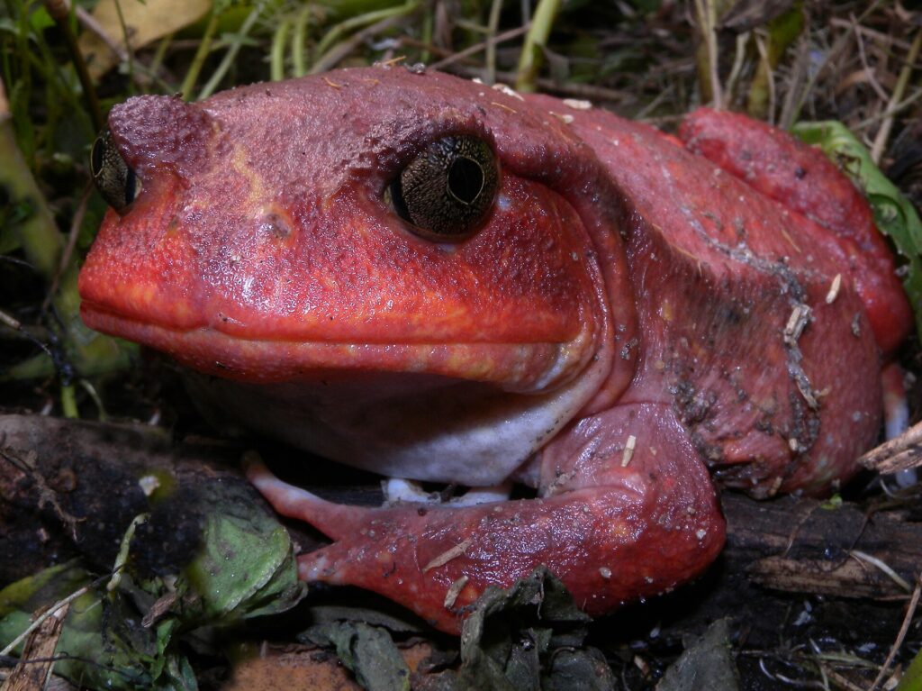 Grenouille tomate