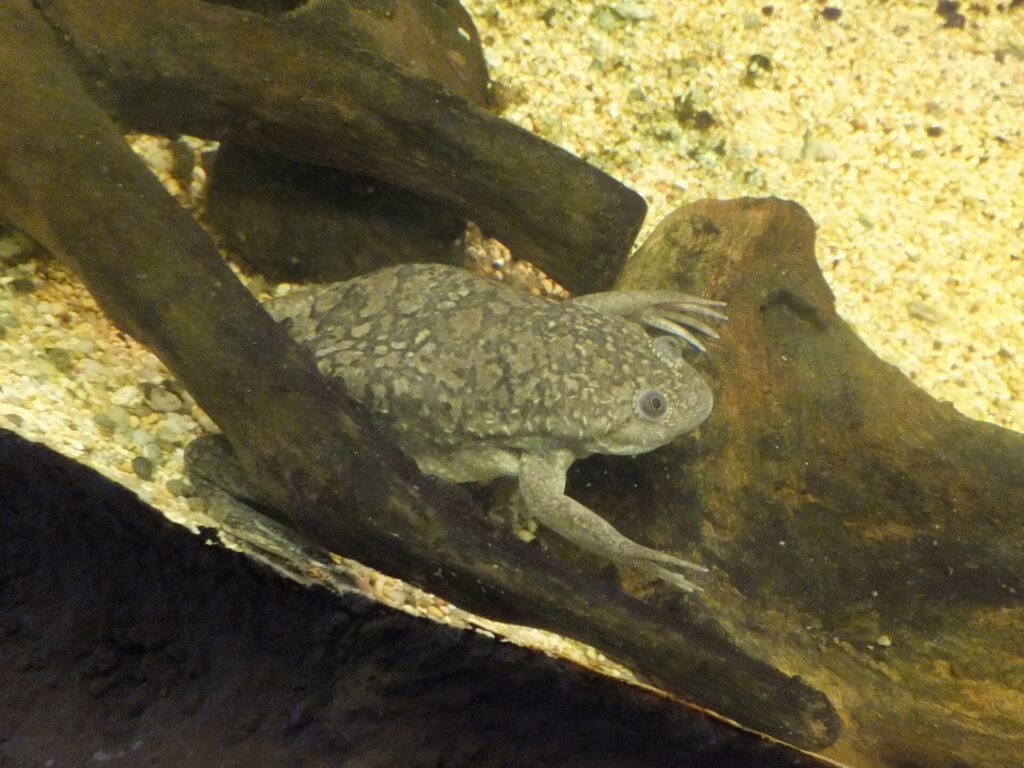 Grenouille à griffes