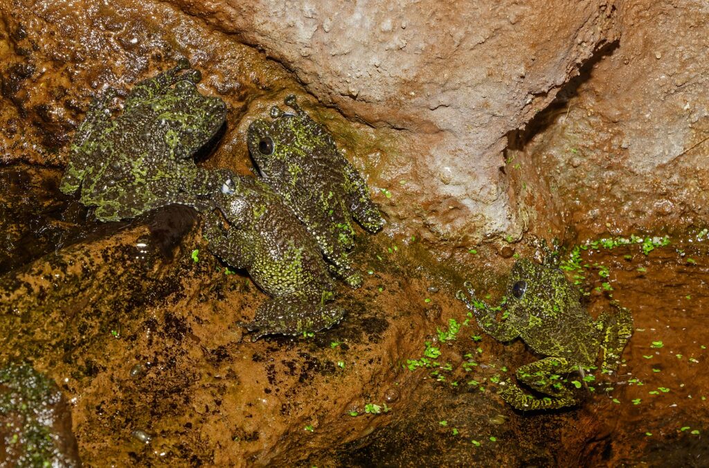 Grenouille mousse