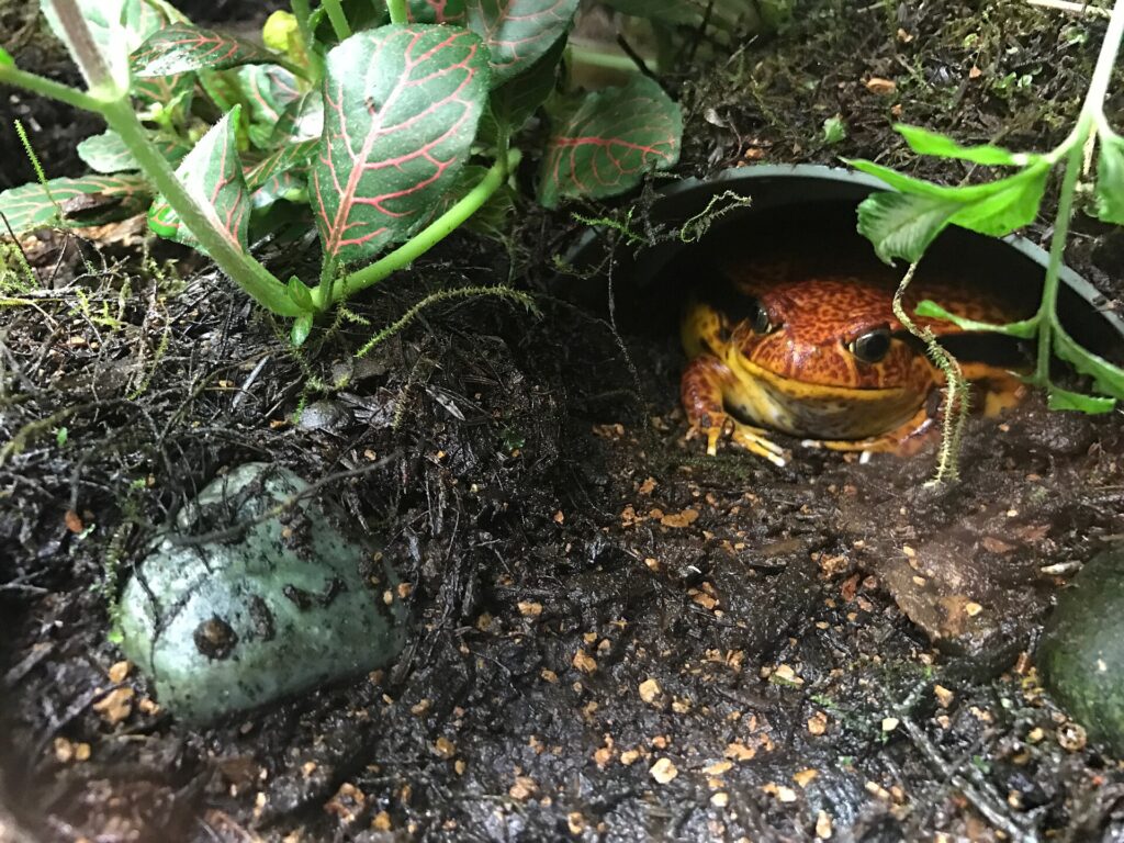 Grenouille tomate sambava