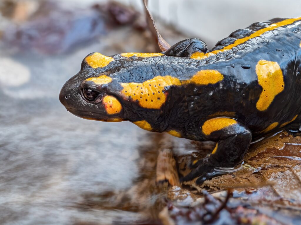 Salamandre tachetée
