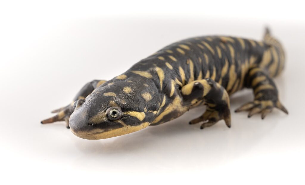 Salamandre tigre