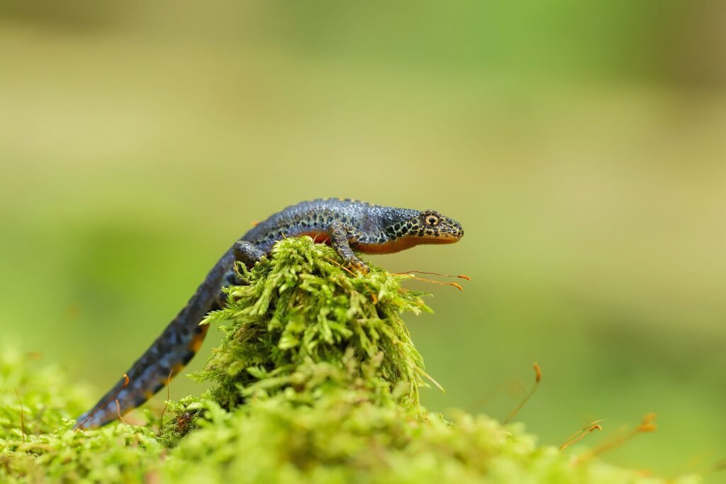 Triton alpestre
