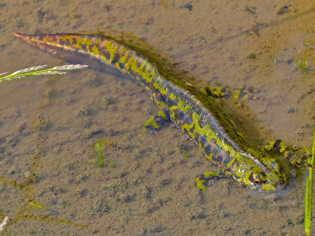 Triton marbré