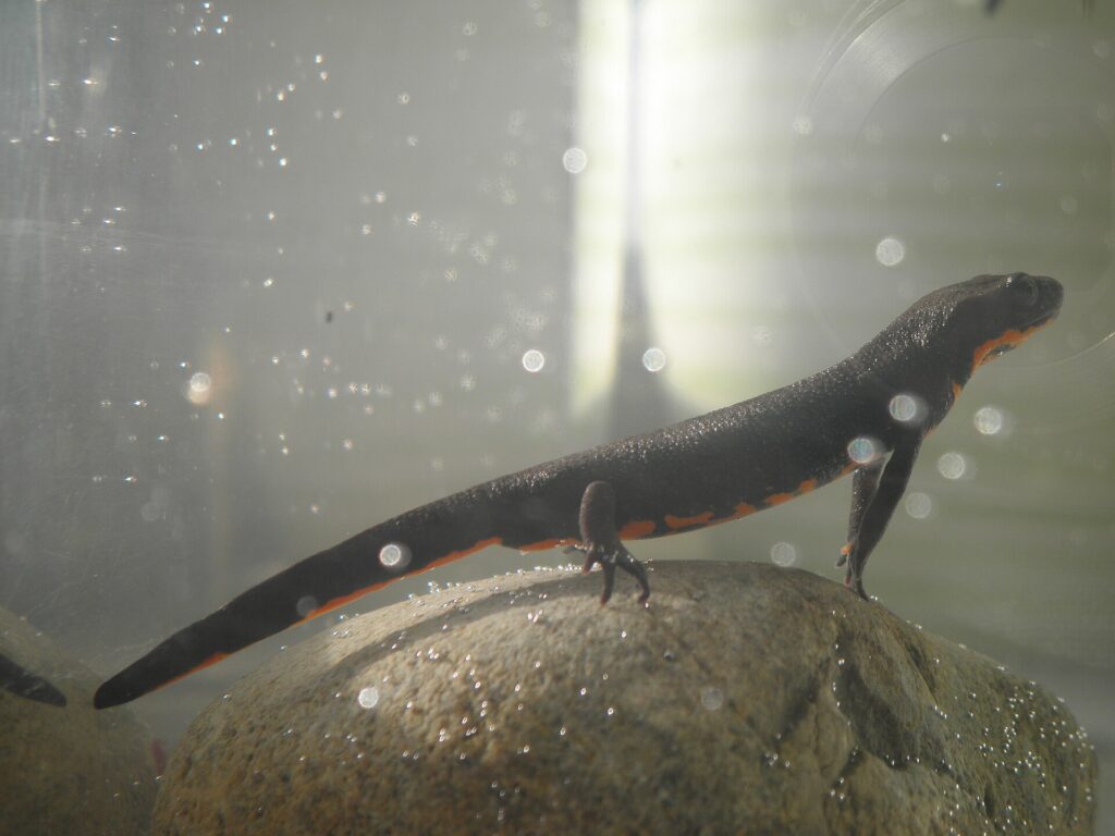 Triton ventre feu chinois