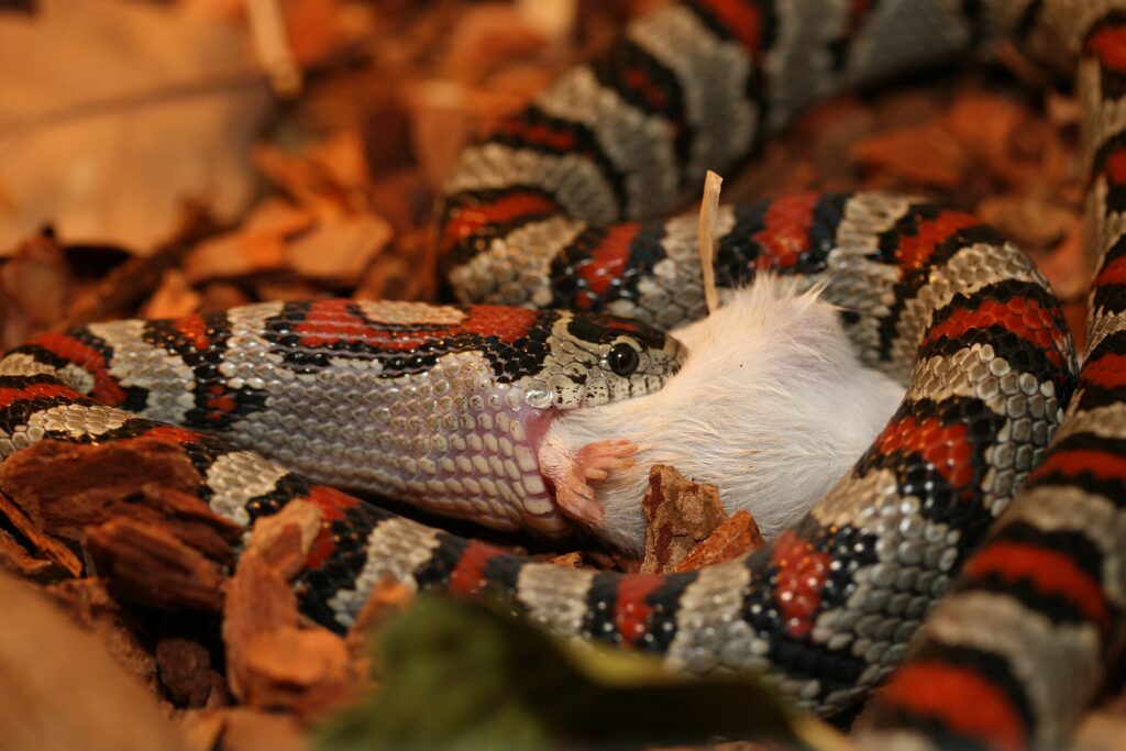Serpent roi du Mexique
