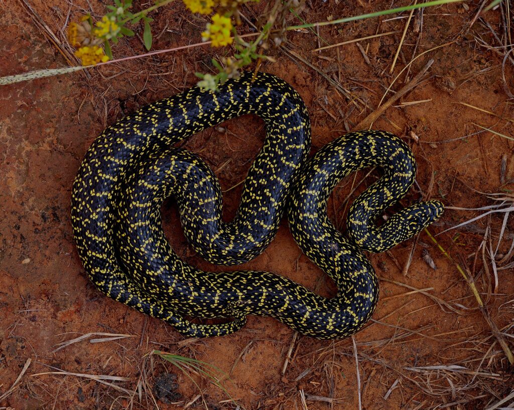 Serpent roi speckled
