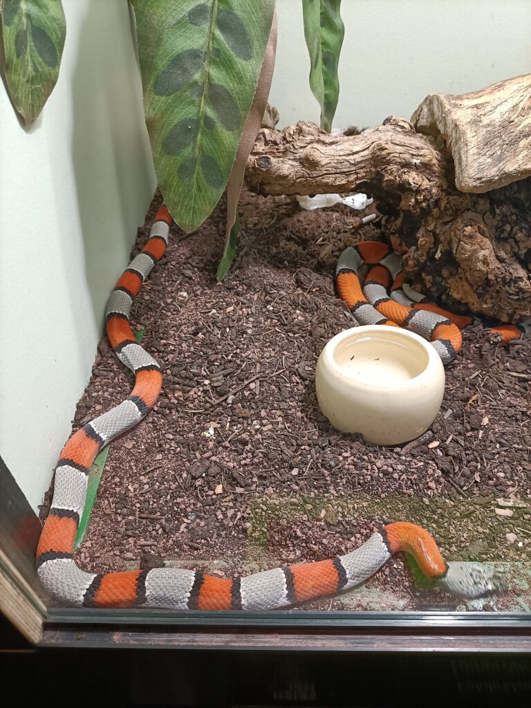 Serpent roi à bandes grises