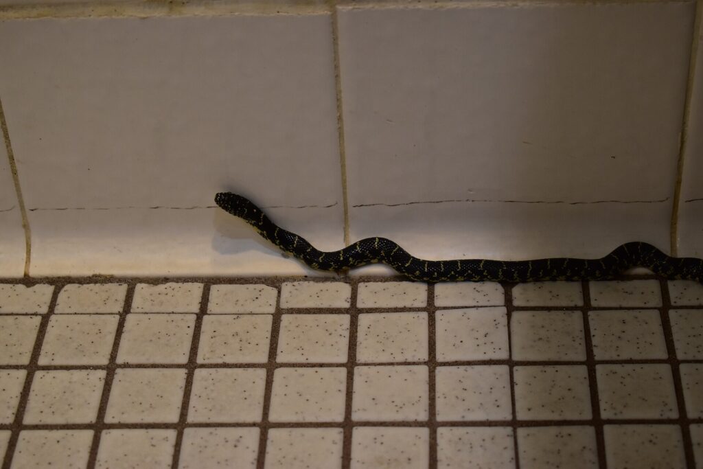 Serpent roi noir