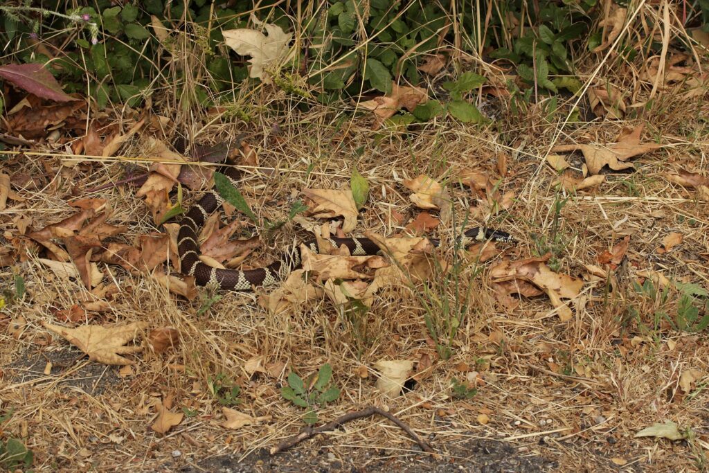 Serpent roi de Californie