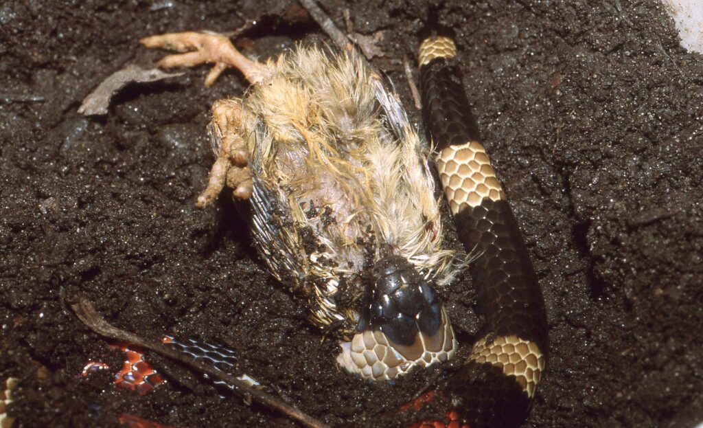 Faux-corail de Sinaloa