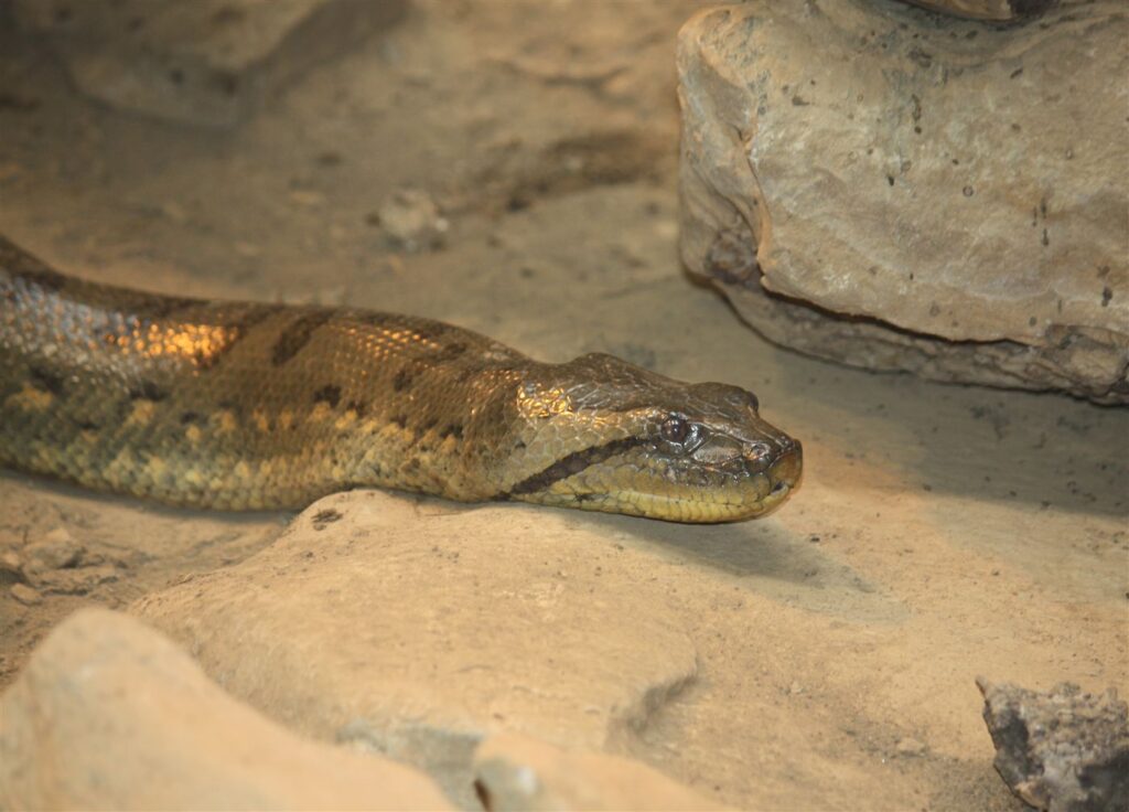 Anaconda vert