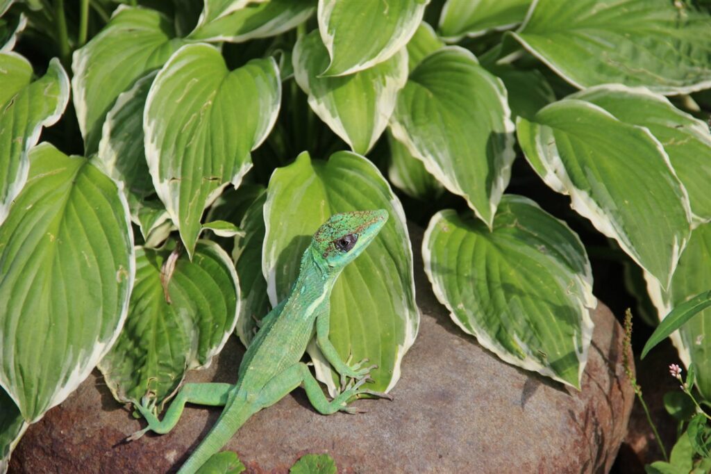 Anole chevalier