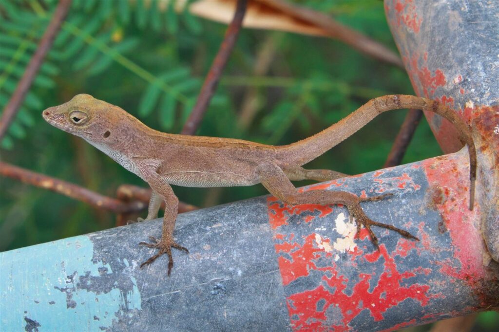 Anole à crête