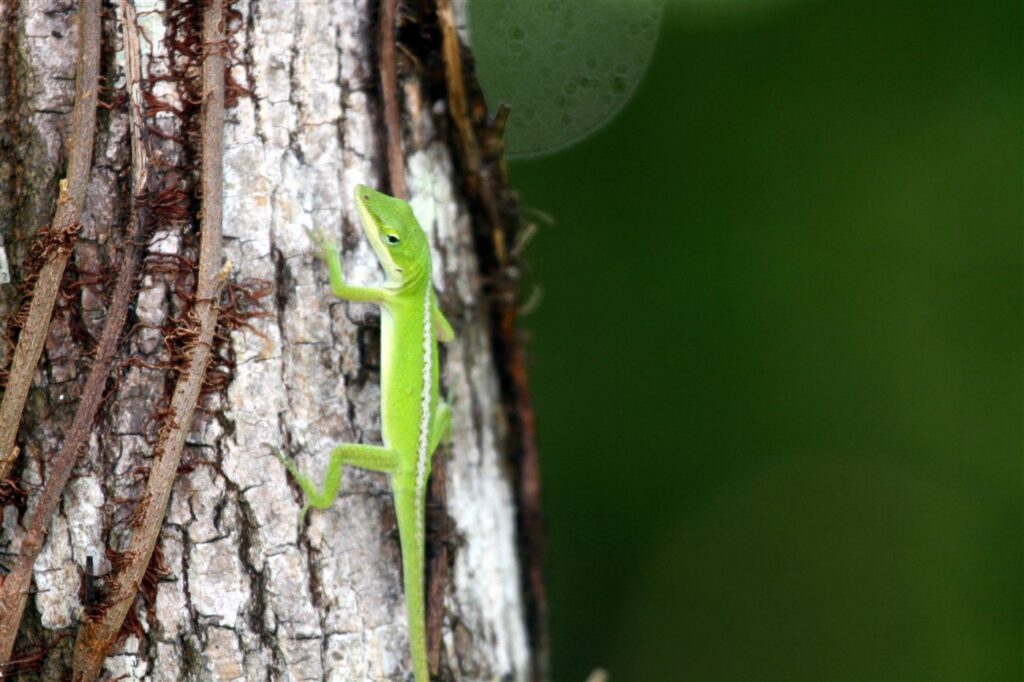 Anolis vert