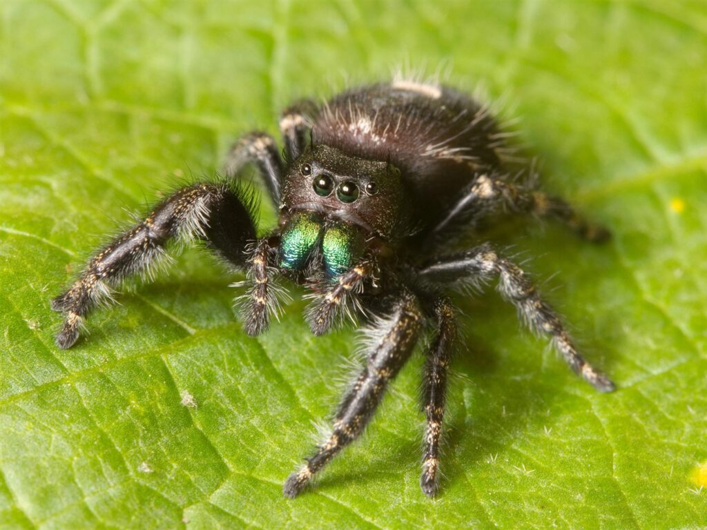 Araignée sauteuse audacieuse