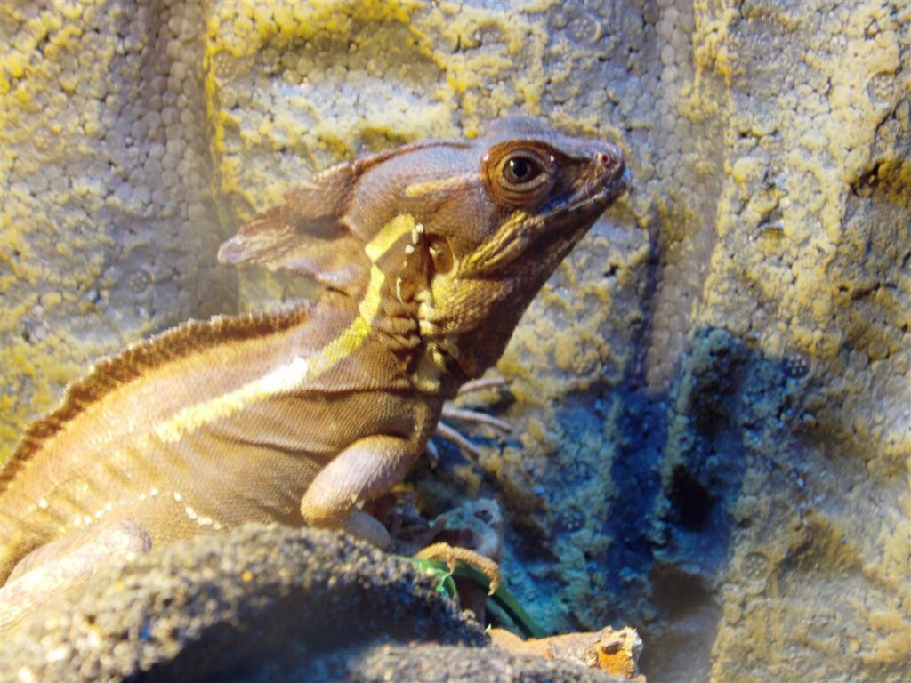 Basilic à bandes