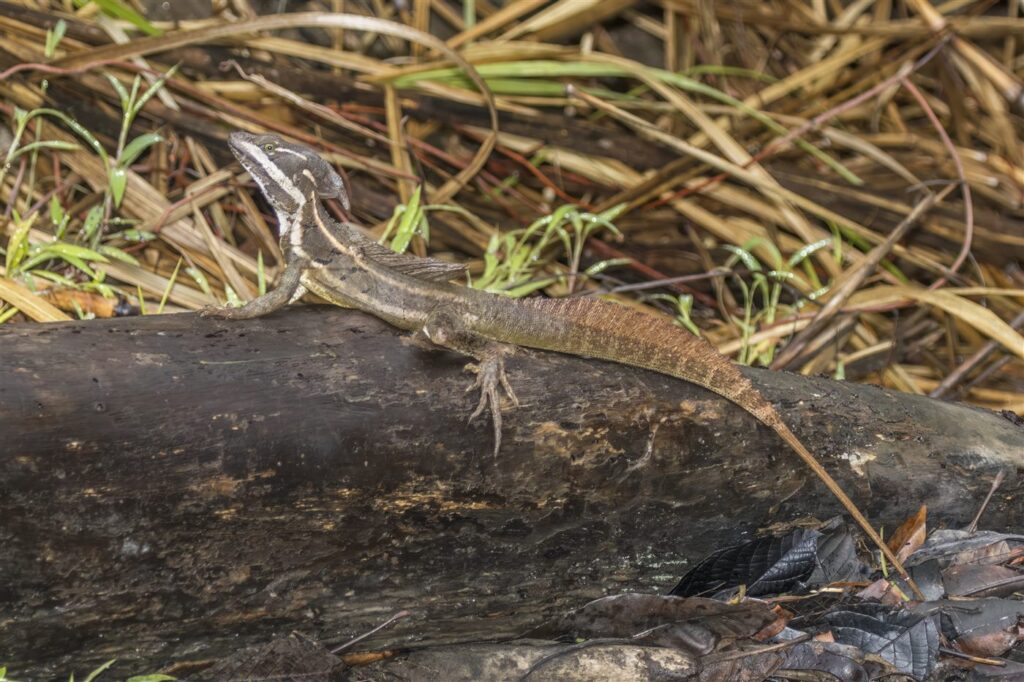 Basilic brun