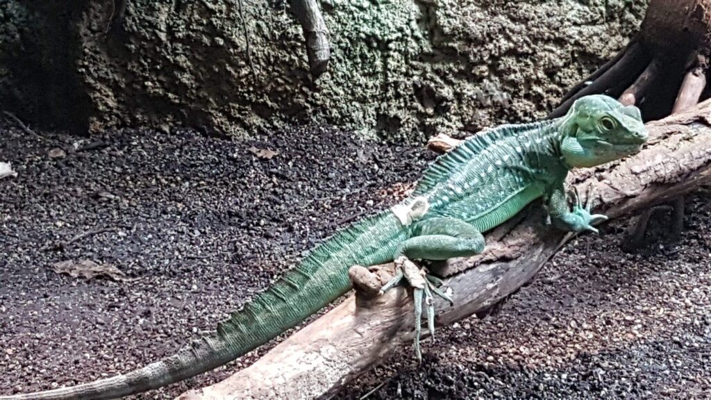 Basilic vert