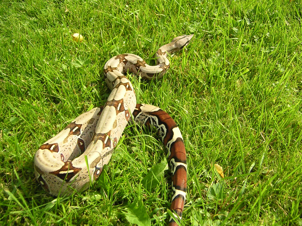 Boa constrictor constrictor