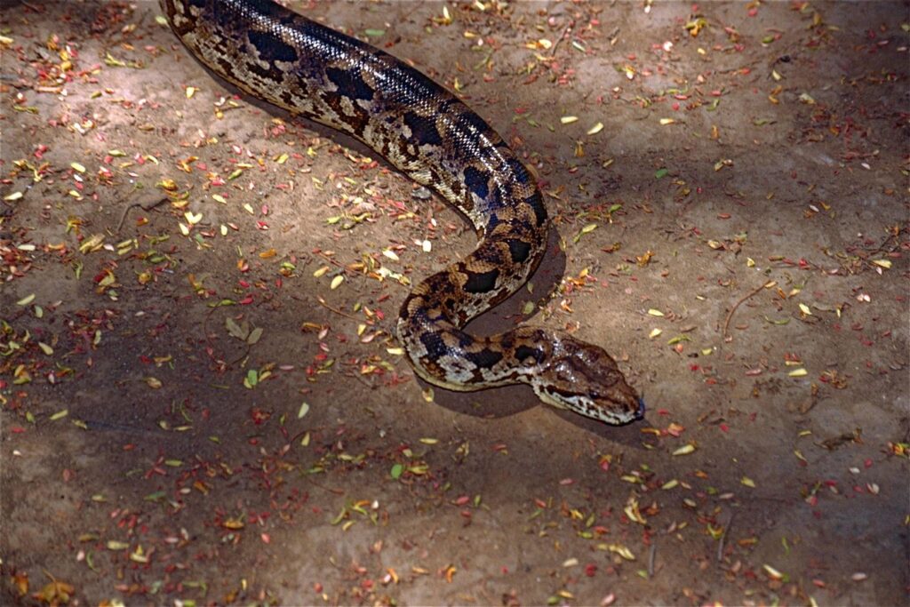 Boa de Dumeril