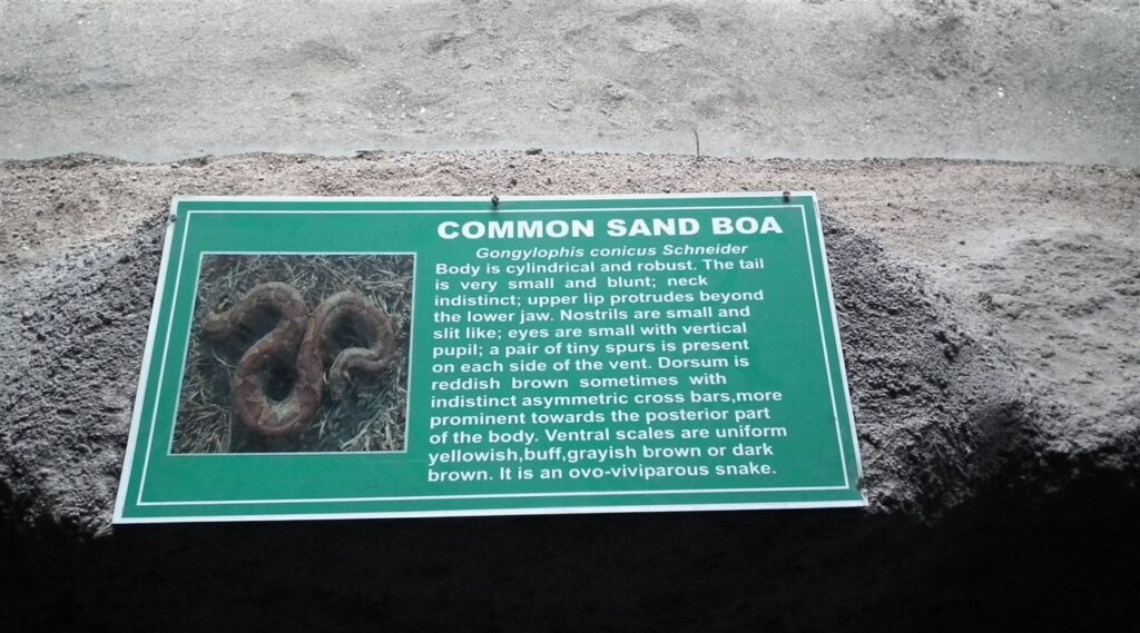 Boa des sables rugueux