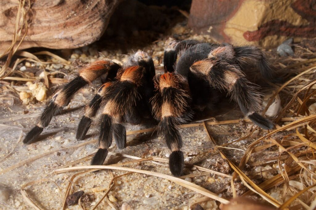 Brachypelma smithi