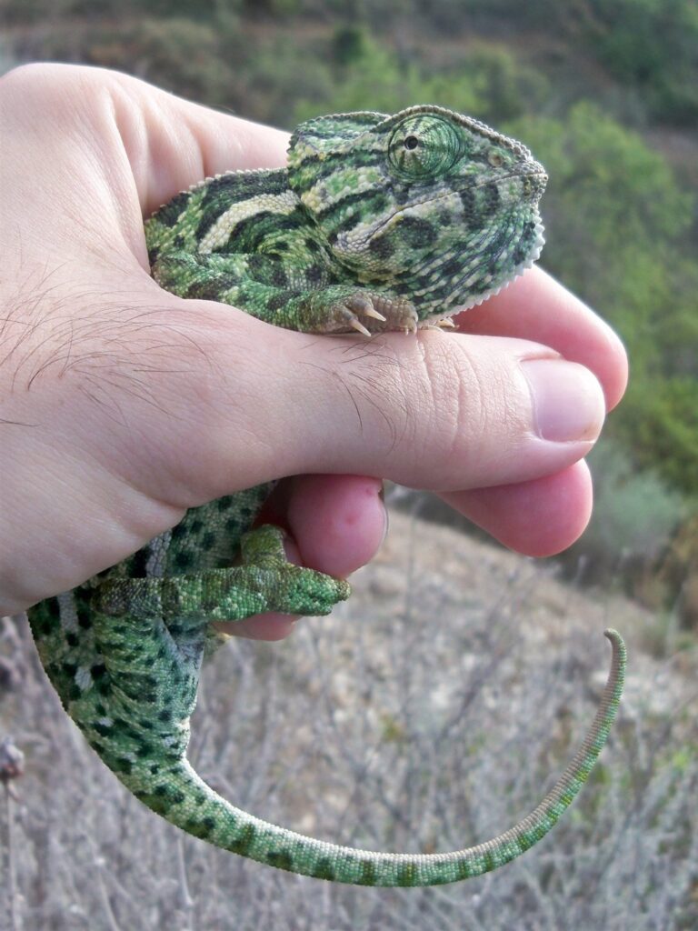 Caméléon commun