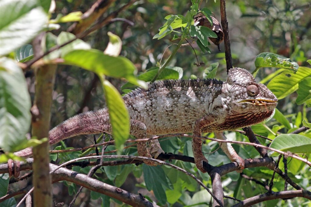 Caméléon d&rsquo;Oustaleti