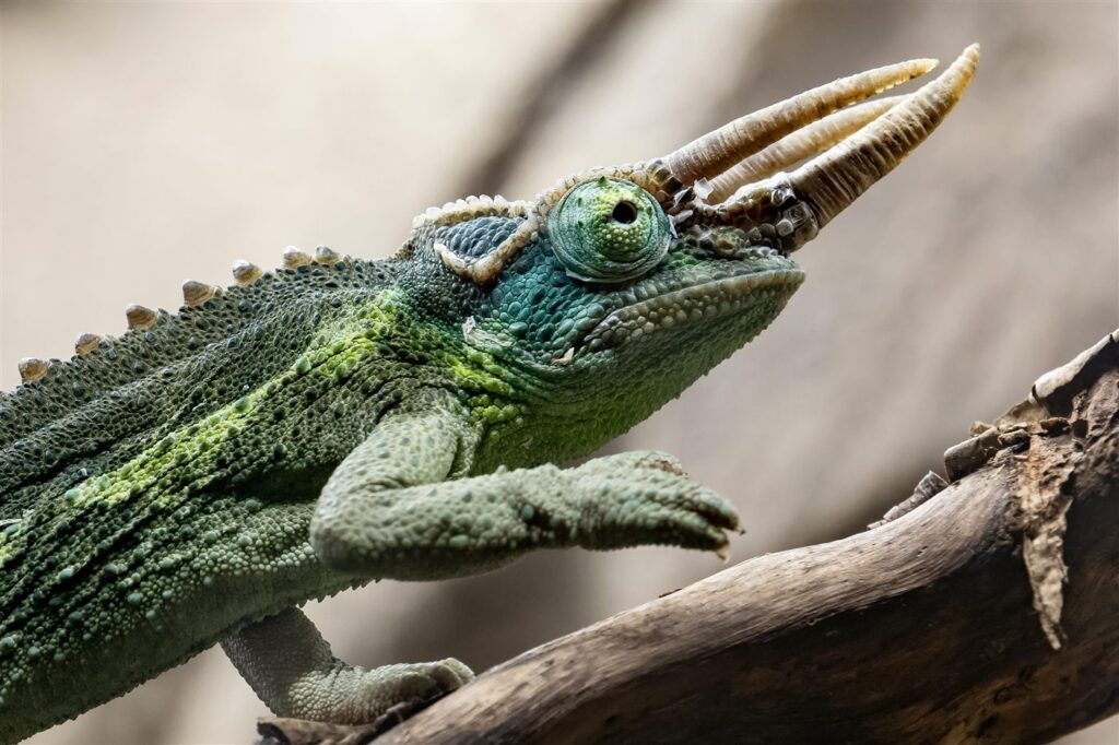 Caméléon de Jackson