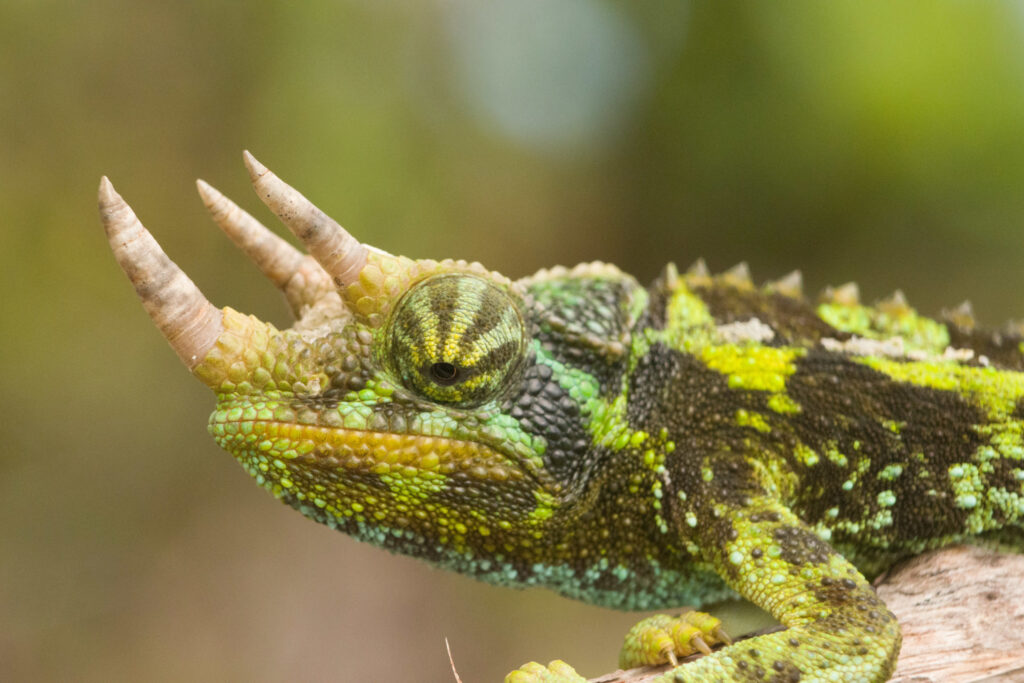 Caméléon de Jackson xantholophus