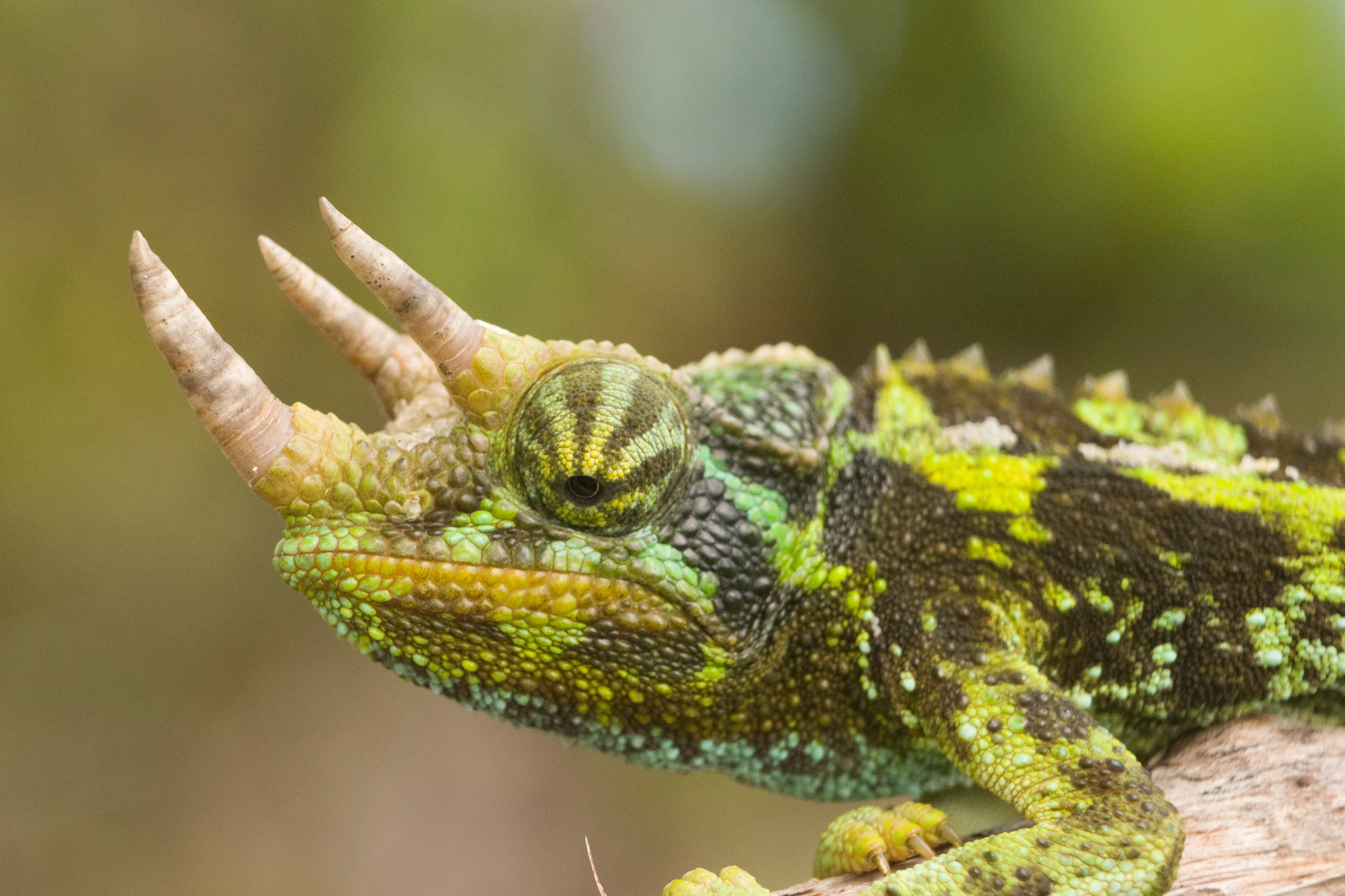 Trioceros jacksonii xantholophus