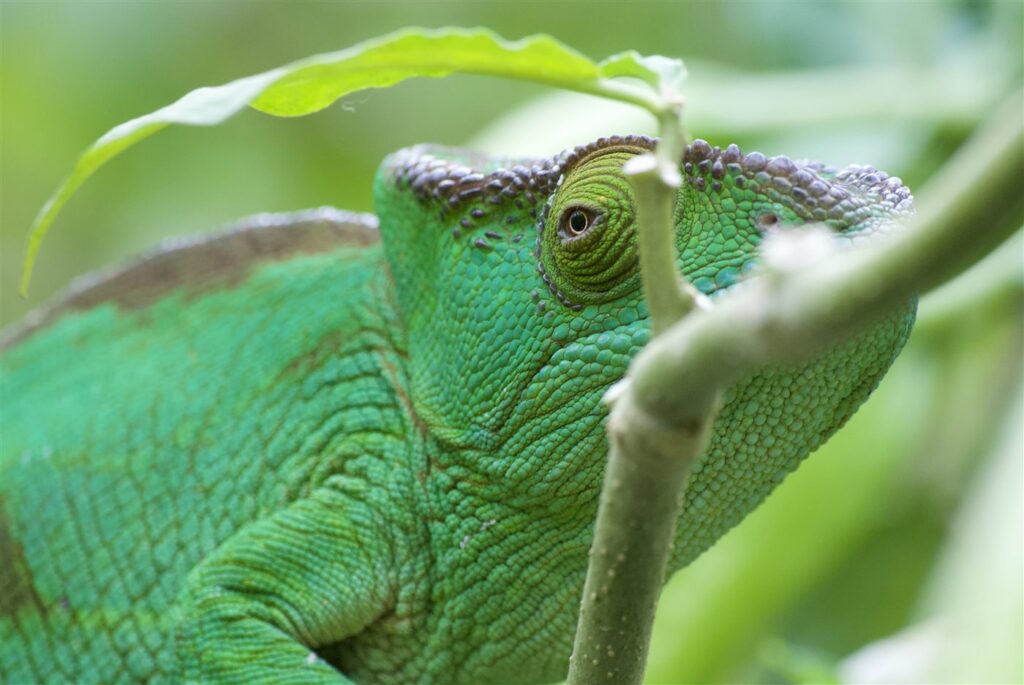 Caméléon de Parson