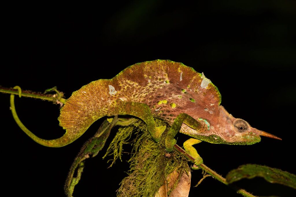 Caméléon de montagne
