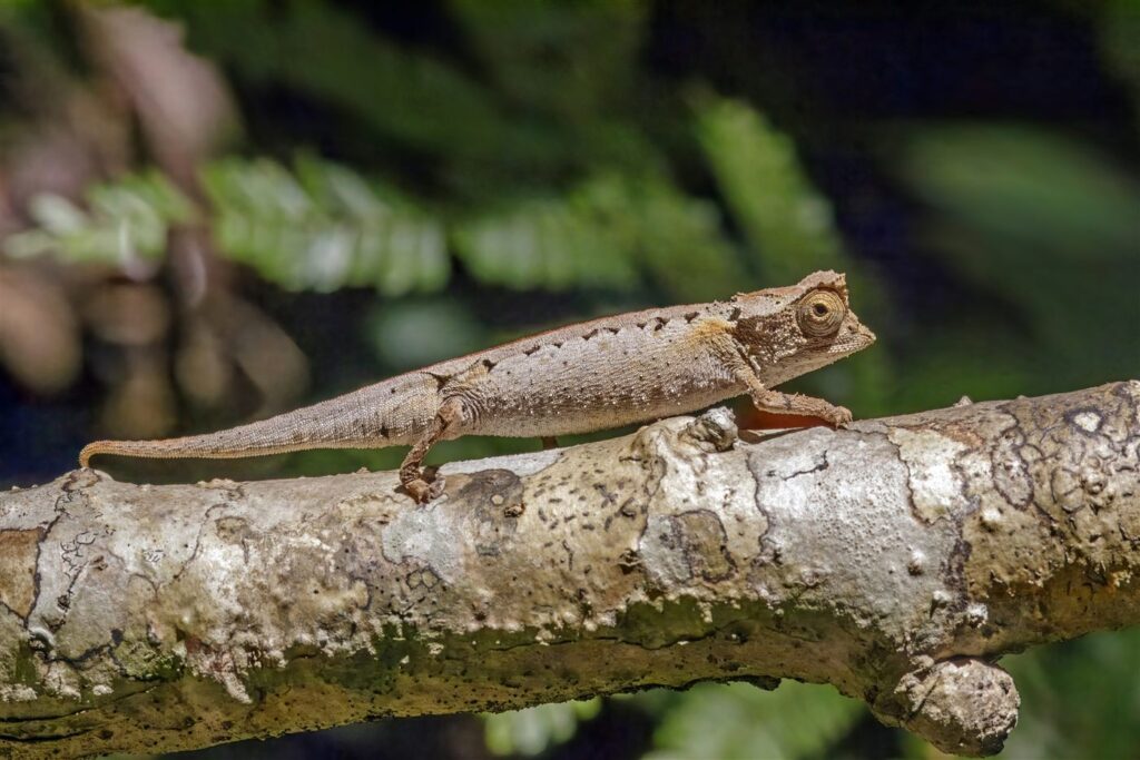 Caméléon feuille