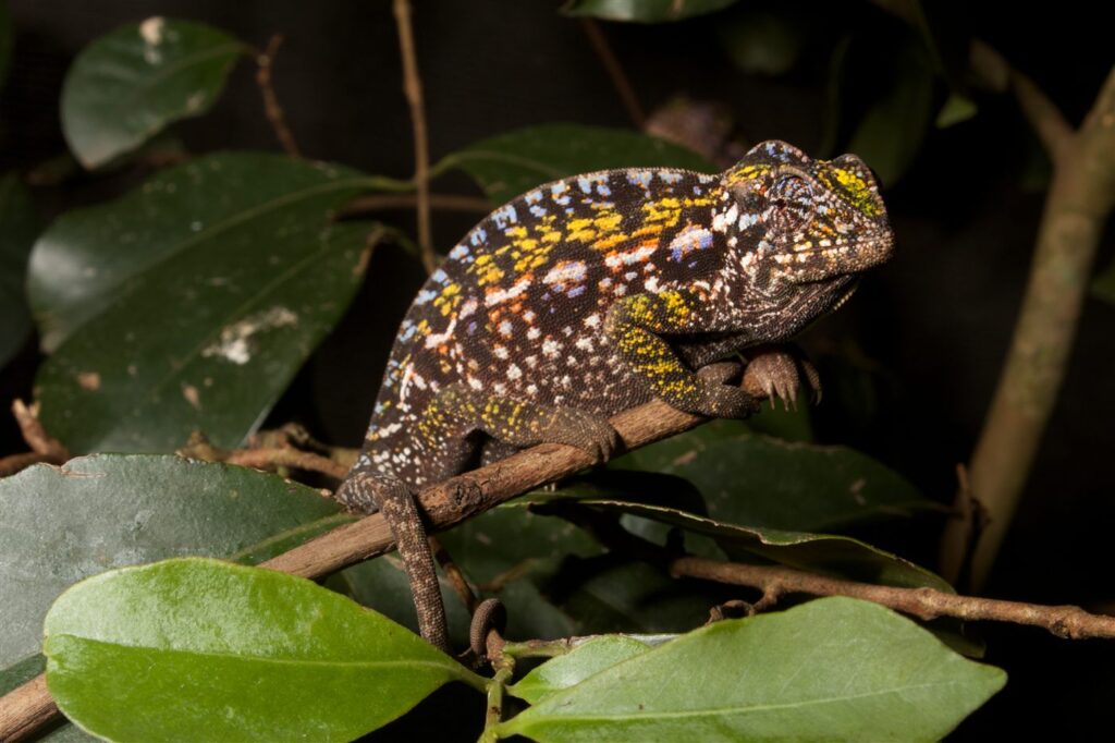 Caméléon latéral