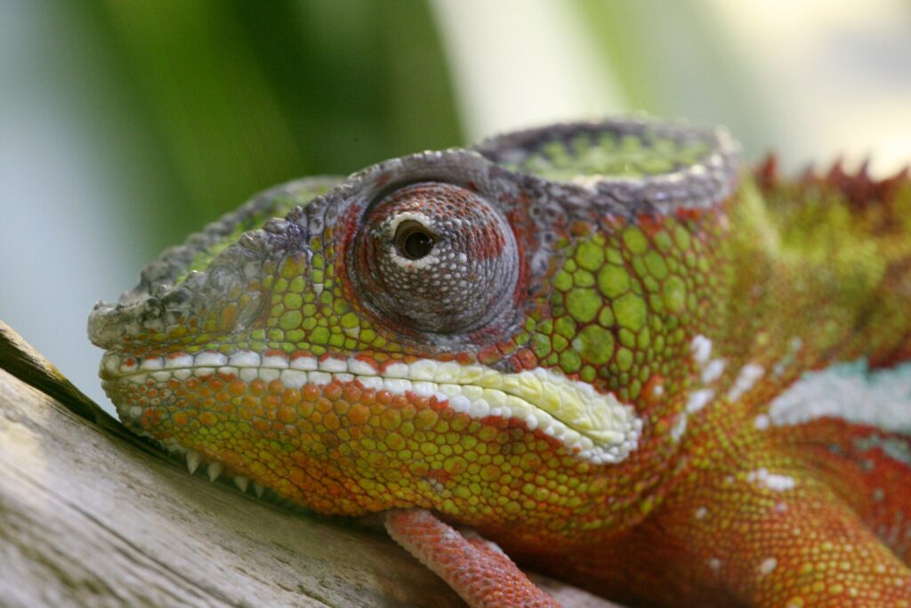 Caméléon panthère Ambilobe