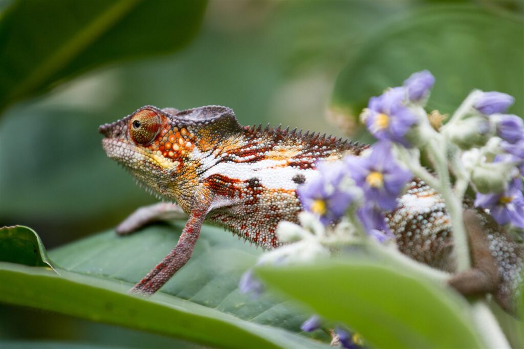 Caméléon panthère