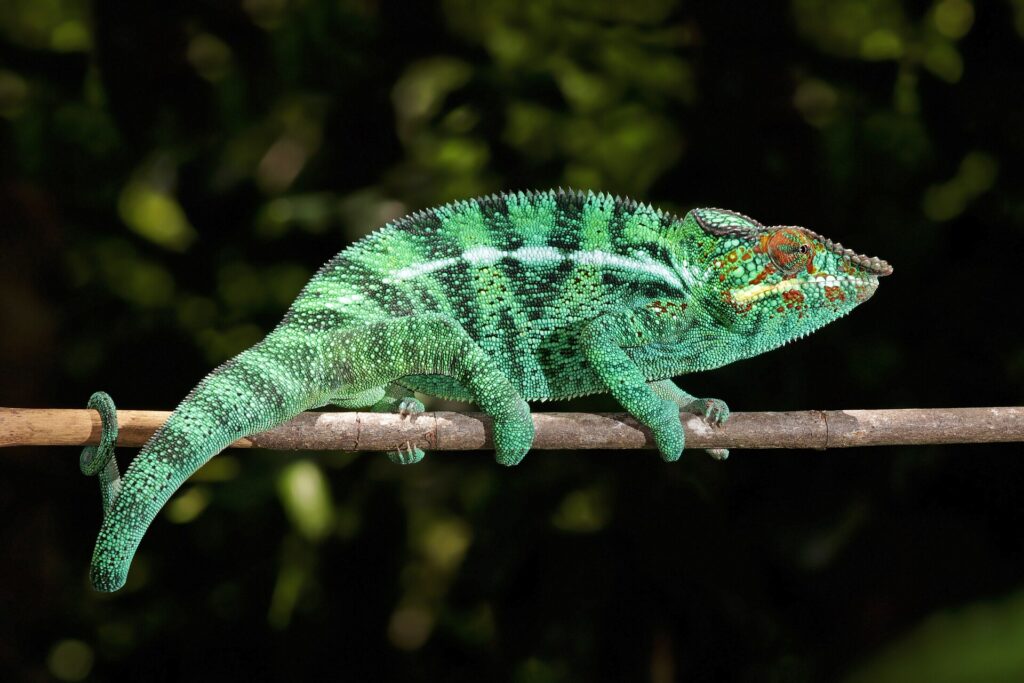 Caméléon panthère Nosy Be