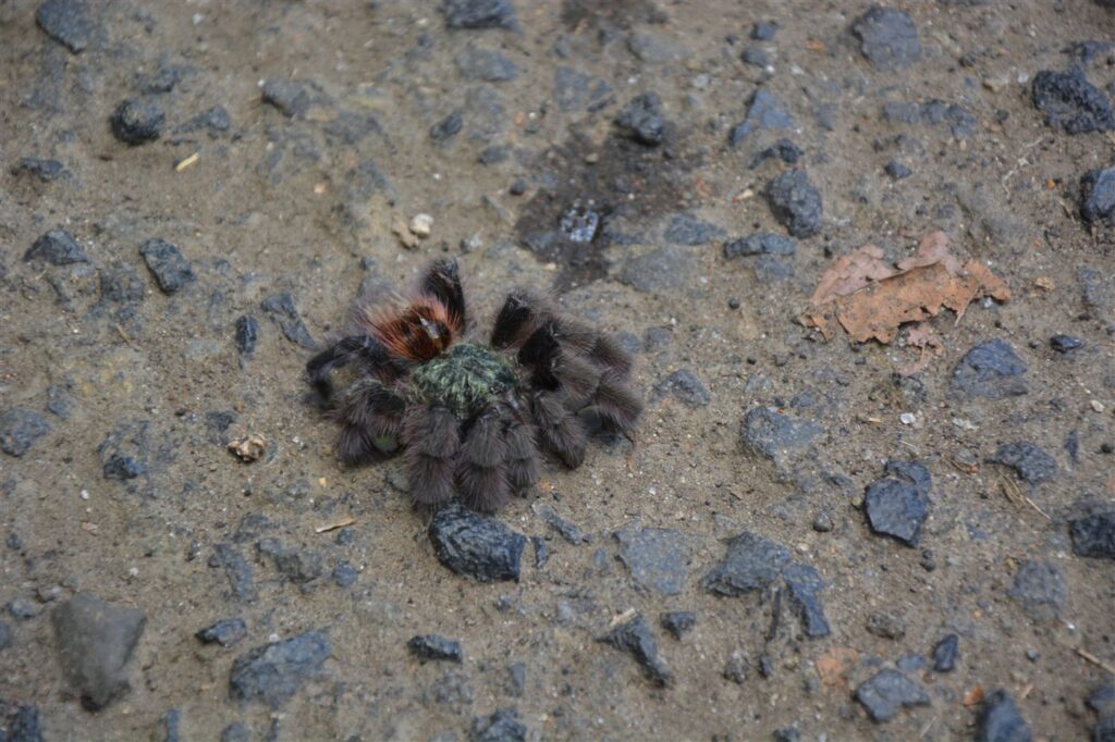 Caribena versicolor