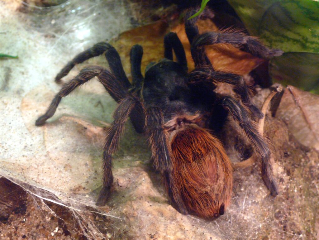 Chromatopelma cyaneopubescens