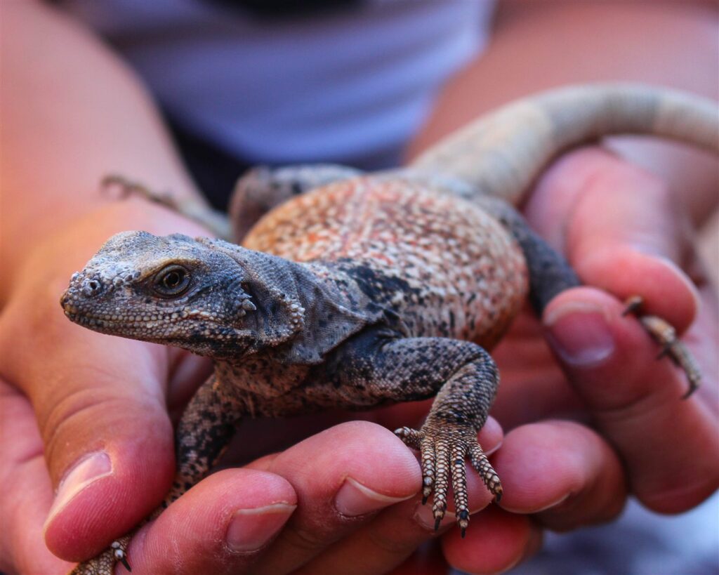 Chuckwalla